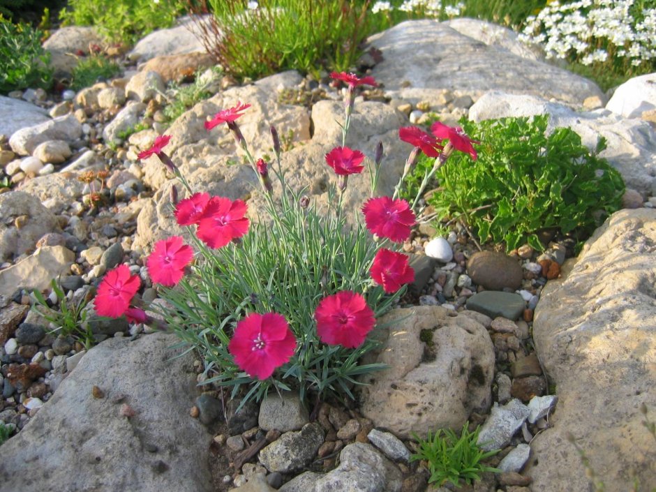 Гвоздика серовато-голубая (Dianthus gratianopolitanus