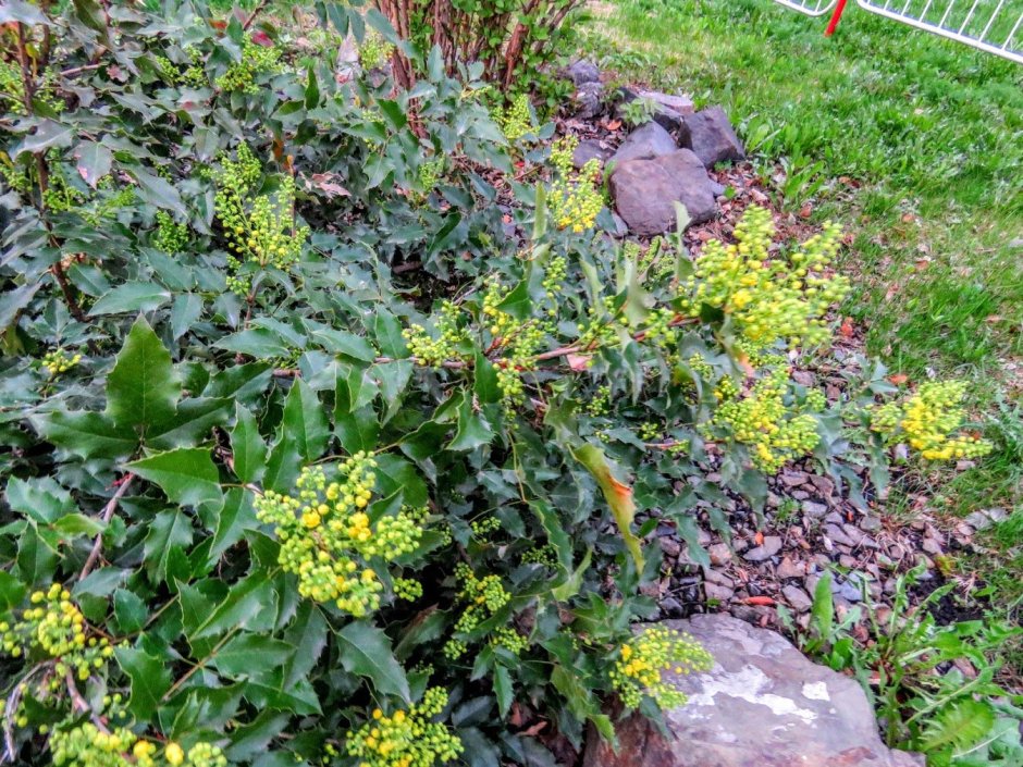 Mahonia aquifolium