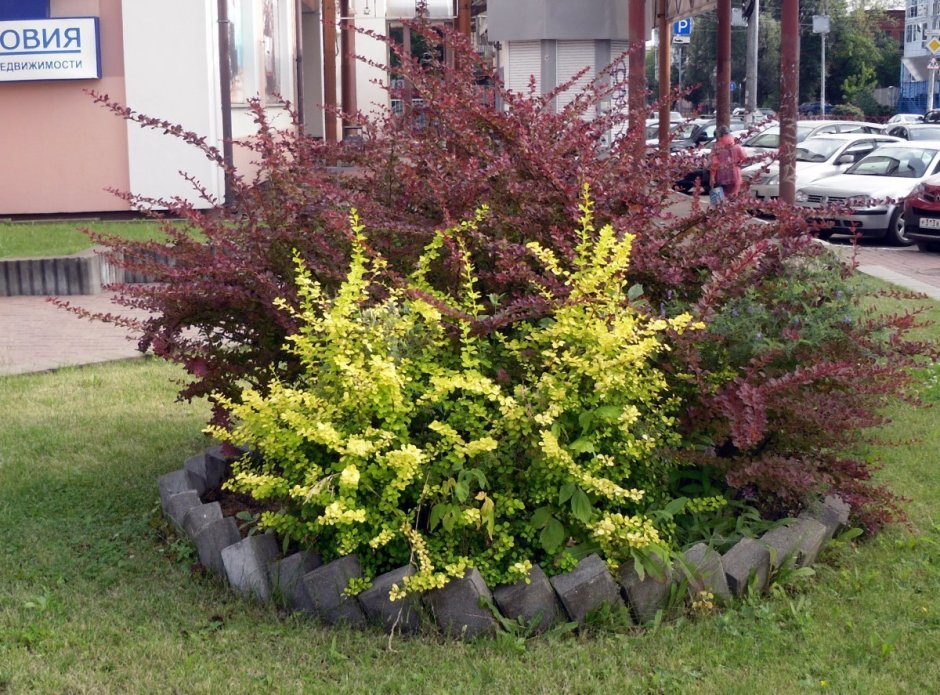 Acer palmatum 'Trompenburg'