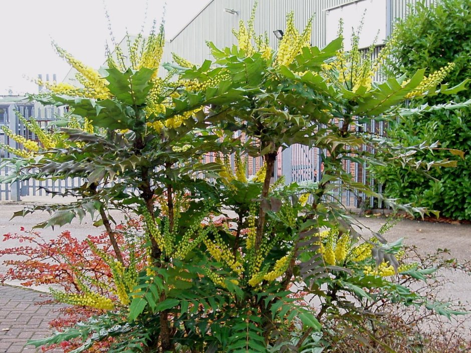 Mahonia japonica