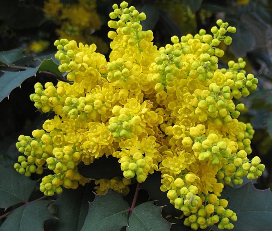 Магония падуболистная (Mahonia aquifolium)