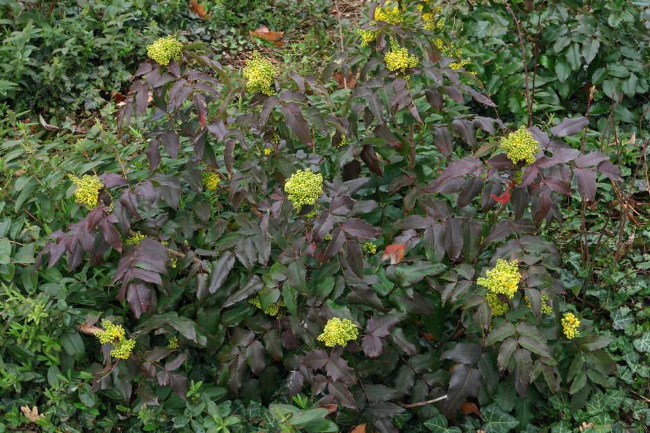 Магония подуболистная Мahonia aquifolia