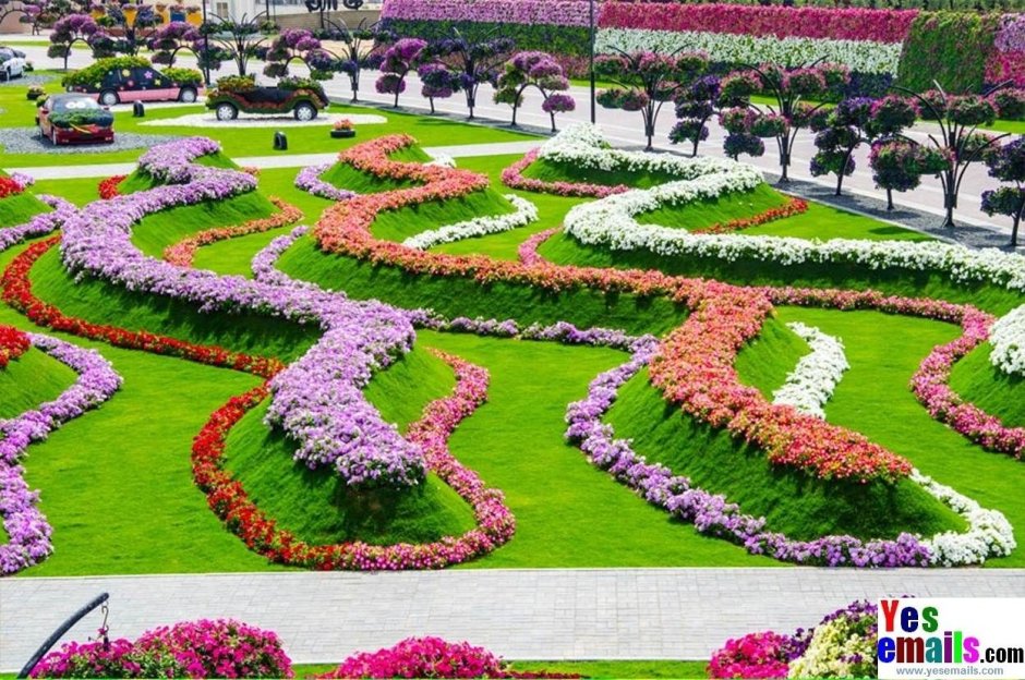 Сад Дубаи петуний
