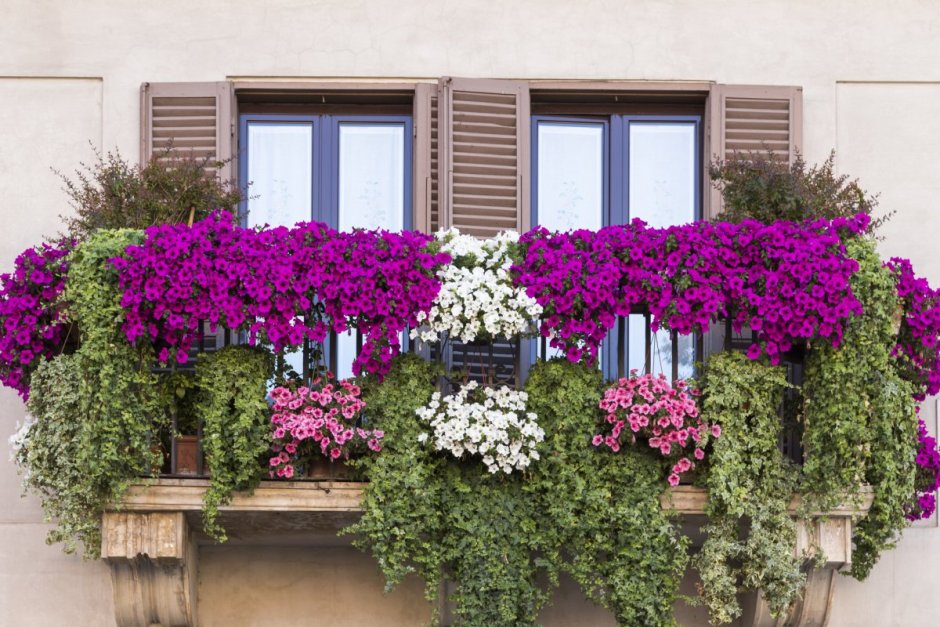 Ампельные цветы для балкона