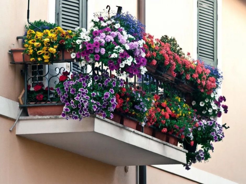 Петуния balcony