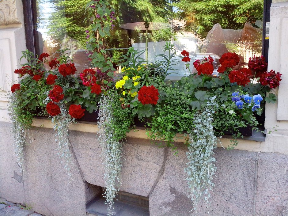 Ампельные цветы для балкона на солнечной стороне