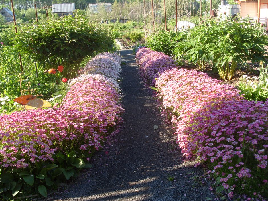 Мшанка на альпийской Горке