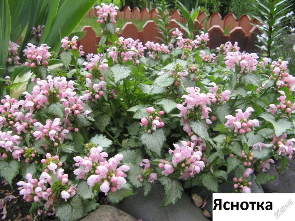 Императа цилиндрическая ред Барон