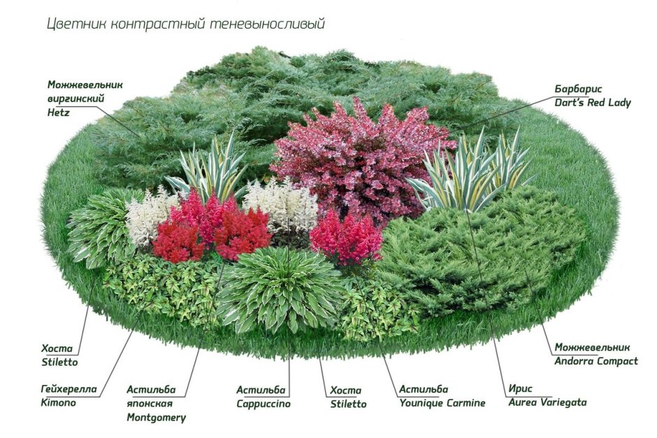 Миксбордер с гортензией схема посадки