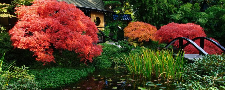 Acer palmatum Bloodgood