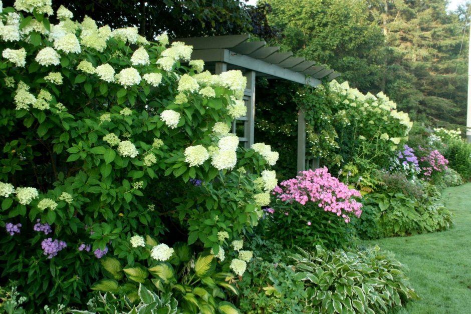 Гортензия Hydrangea Lime в ландшафтном дизайне