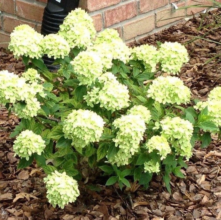 Гортензия Hydrangea Lime