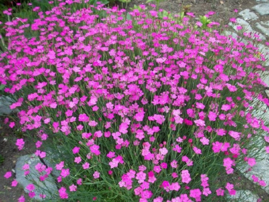 Гвоздика серовато-голубая (Dianthus gratianopolitanus