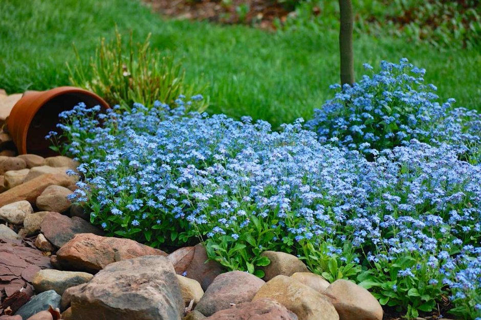 Незабудка Альпийская (Myosotis alpestris)