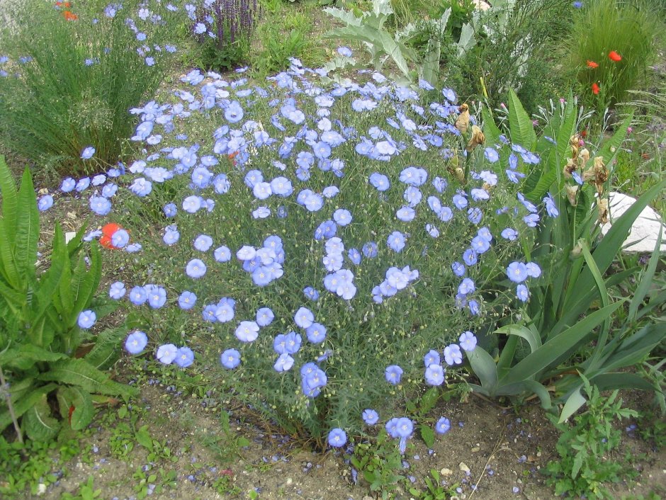 Лен многолетний Linum perénne