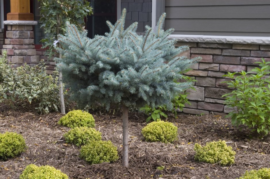 Picea pungens glauca globosa