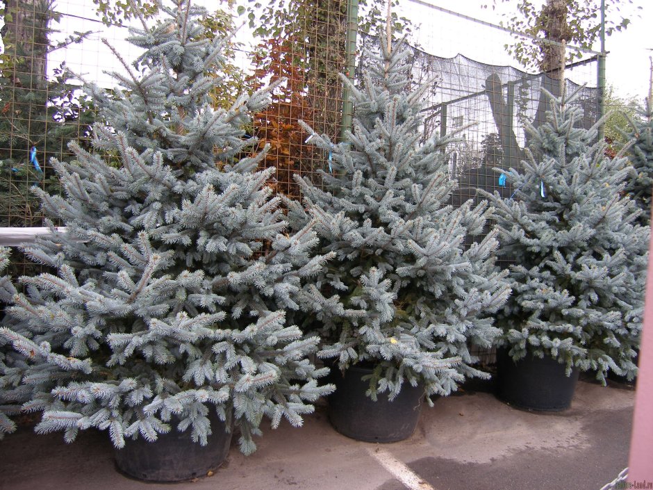 Picea pungens Sonia