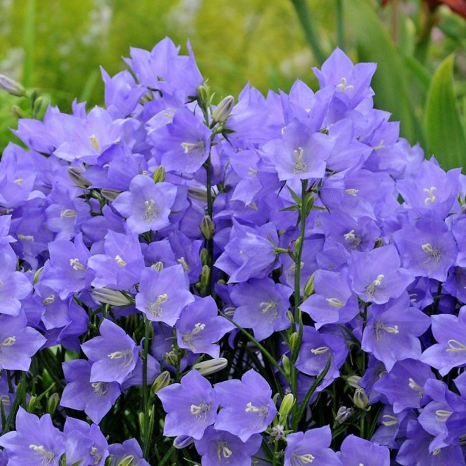 Колокольчик персиколистный. Grandiflora Alba