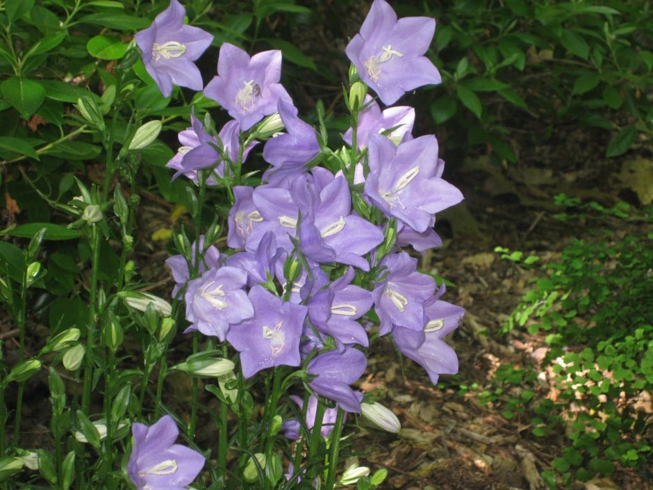 Колокольчик средний – Campanula Medium