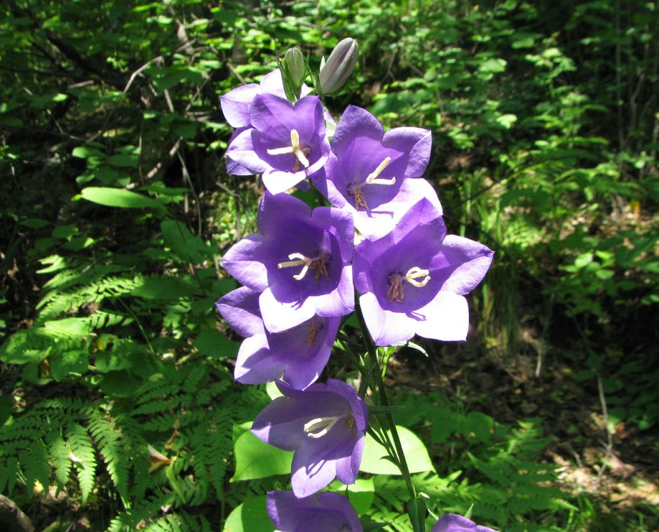 Колокольчик персиколистный (Campanula persicifolia `Takion Blue`)