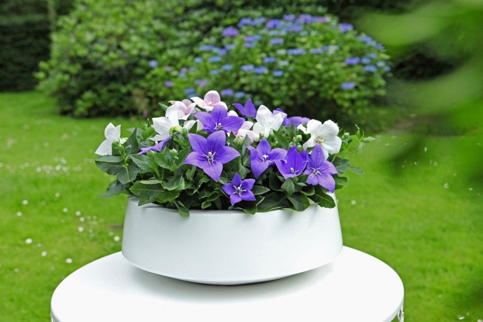 Колокольчик персиколистный (Campanula persicifolia l.)