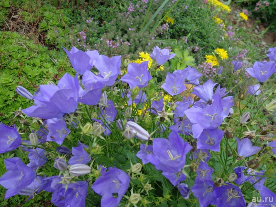 Колокольчик Campanula