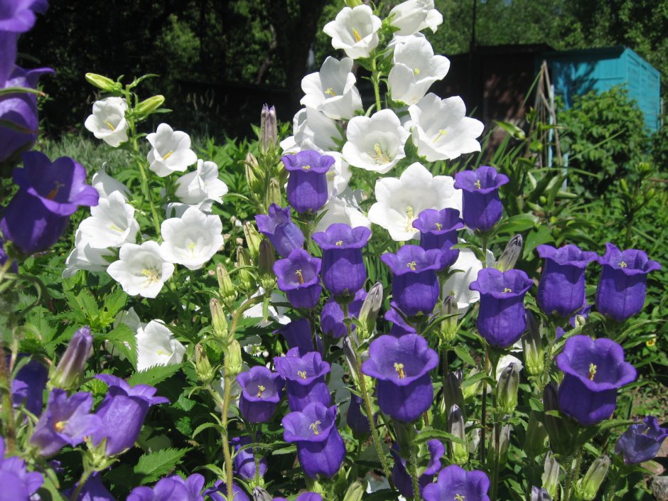 Колокольчик персиколистный (Campanula persicifolia)