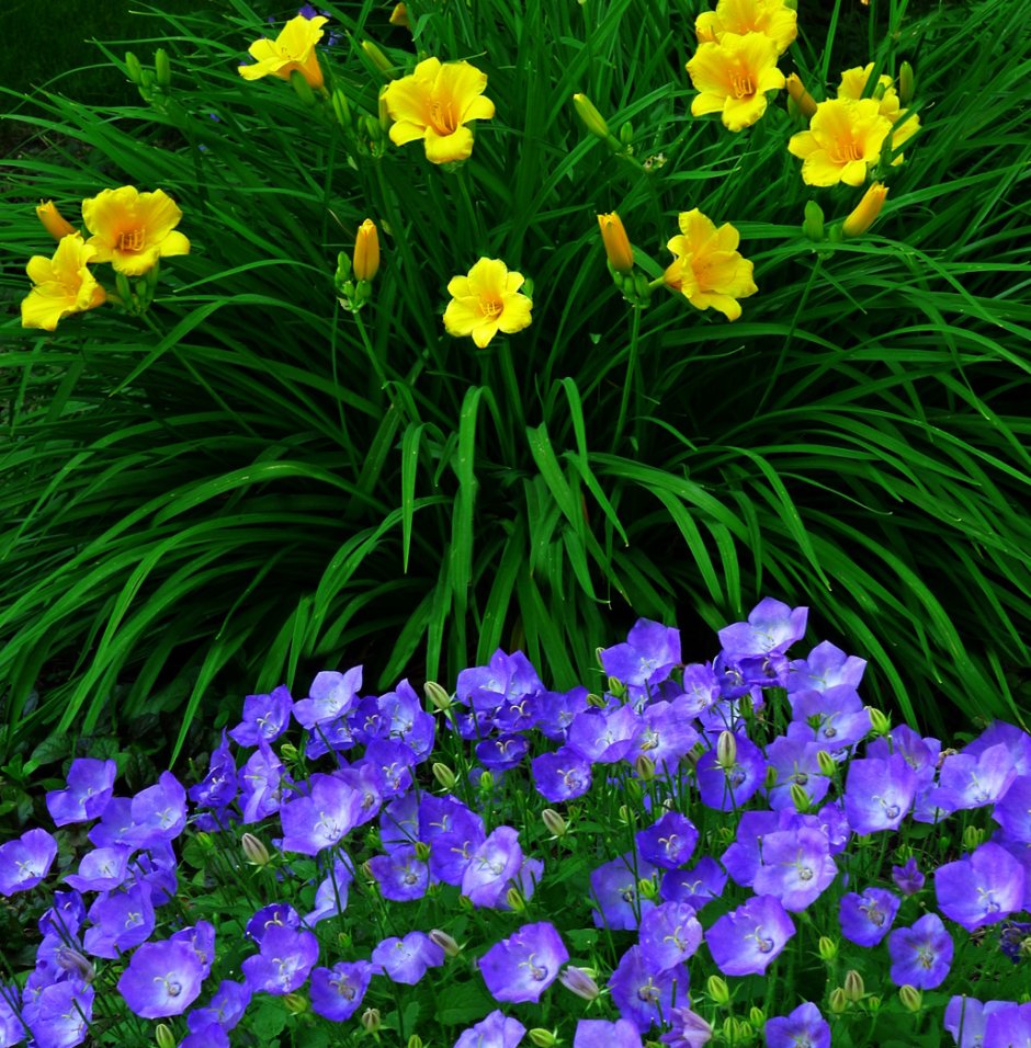 Колокольчик Карпатский (Campanula Carpatica)