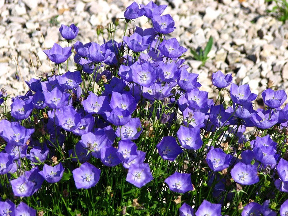 Колокольчик персиколистный (Campanula persicifolia l.)