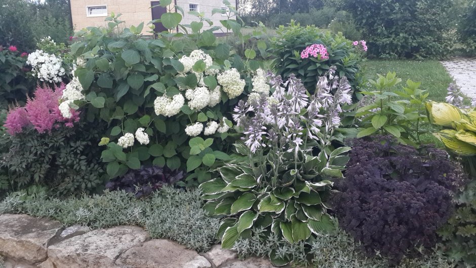 Гортензия метельчатая и Хоста