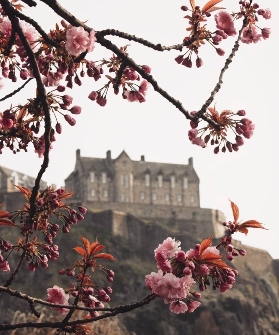 Эдинбургский замок Шотландия рисунок