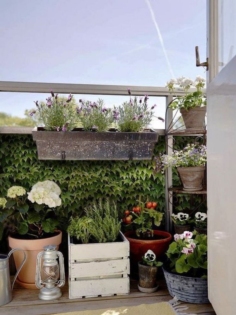 Зимние растения для балкона