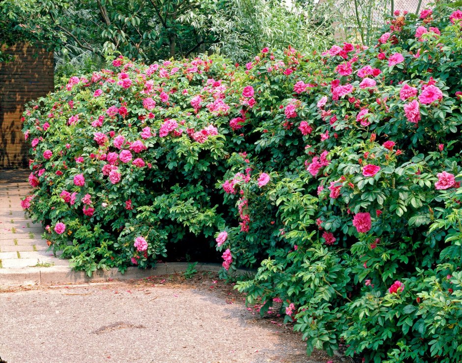 Ботанический сад морщинистая роза табличка