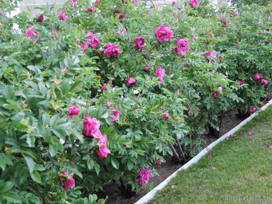 Канадские розы в ландшафте сада