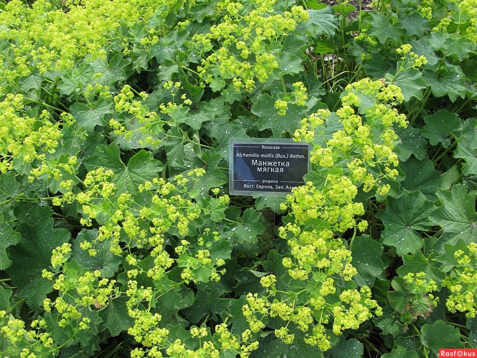 Манжетка Alchemilla mollis 'select'