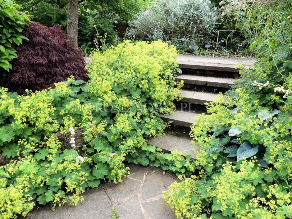 Манжетка Alchemilla mollis Robustica