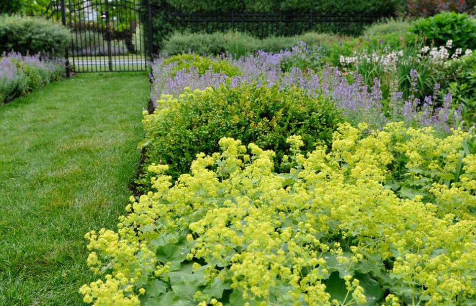 Манжетка (Alchemilla)