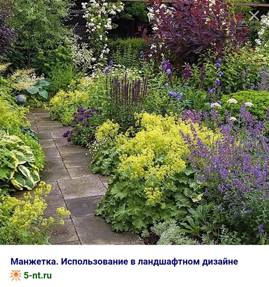 Шалфей Дубравный и манжетка