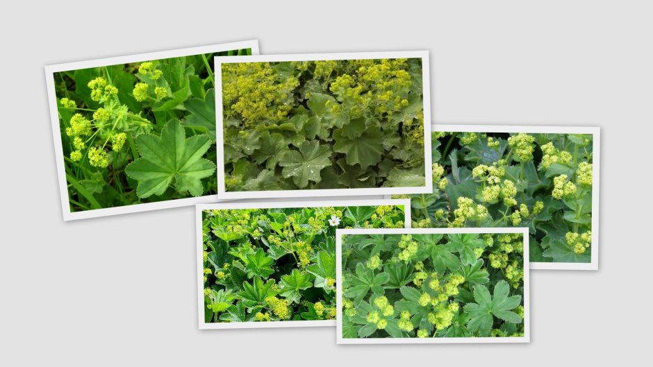 Манжетка соединенная Alchemilla conjuncta