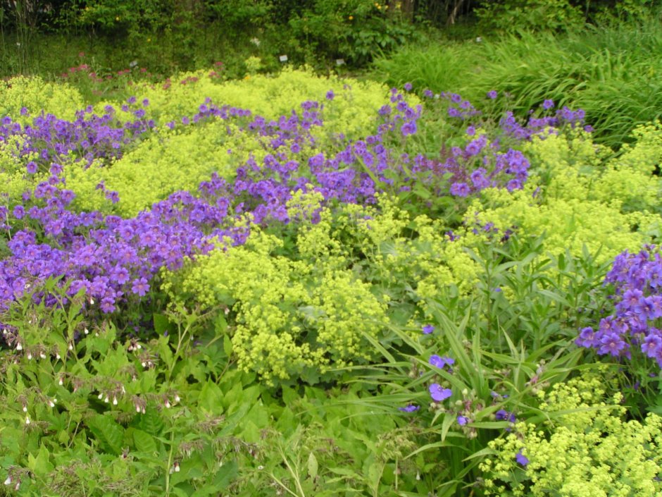 Манжетка Alchemilla mollis Robustica