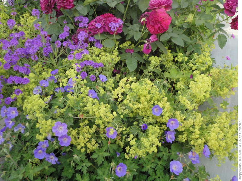 Манжетка Alchemilla mollis