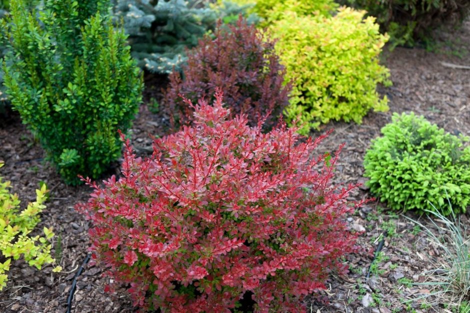 Барбарис Тунберга (Berberis thunbergii admiration)