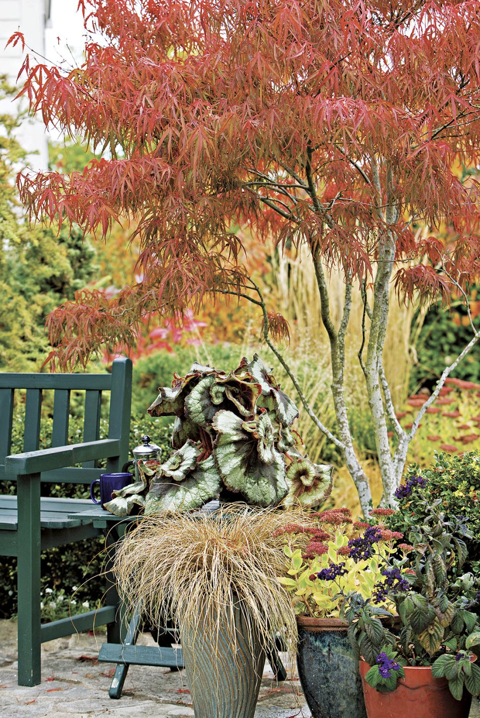Клен Гиннала в японском саду