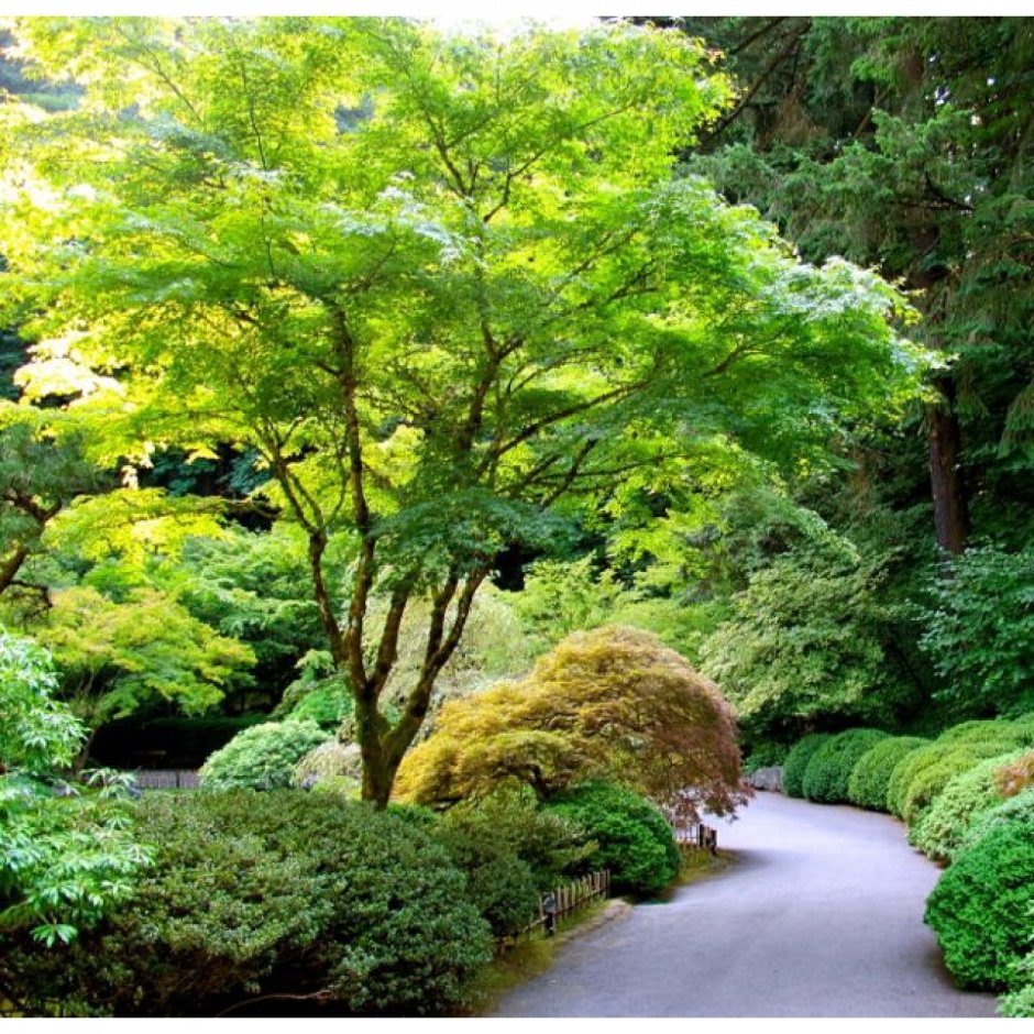 Японский сад деревьев