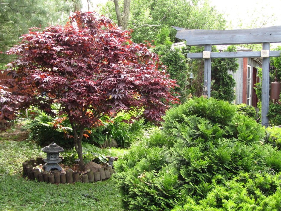 Клен Acer palmatum Bloodgood