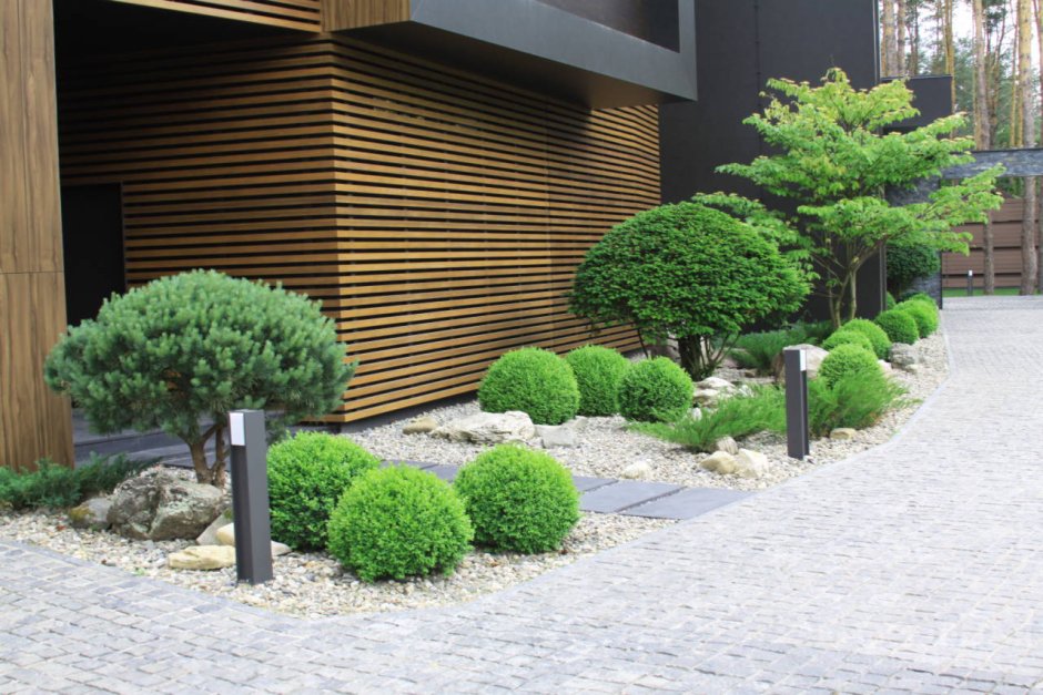 Декоративные деревья для двора частного дома