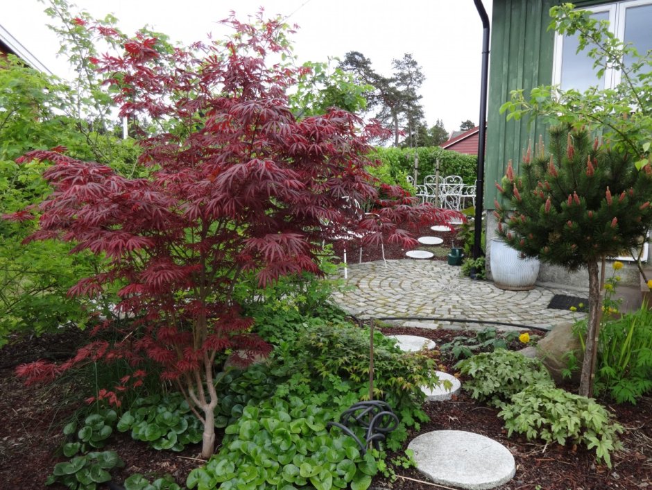 Acer palmatum 'Trompenburg'