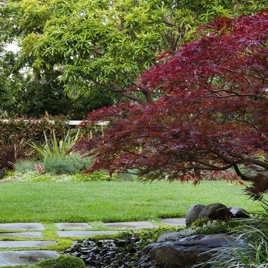 Японский сад бамбук и клен