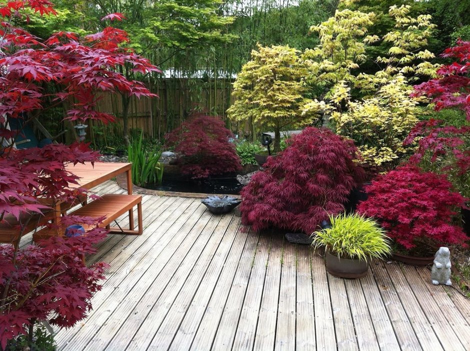 Клен Acer palmatum Bloodgood