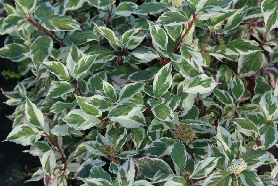 Дерен sibirica variegata